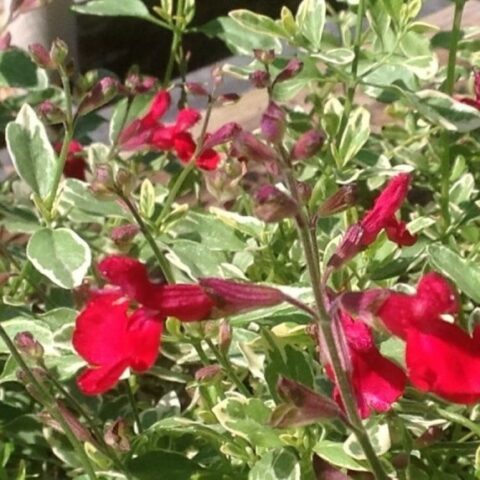 Salvia microphylla "Caramba" [Vaso 18cm]