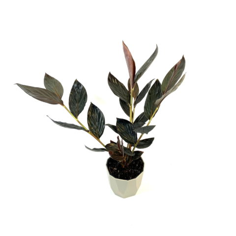 Zingiber malaysianum "Chocolate" (Zenzero) [Vaso 14cm | H. 45 cm.]