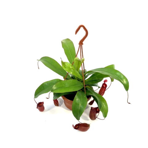 Nepenthes "Bloody Mary" (Carnivora) (spedizione gratuita)