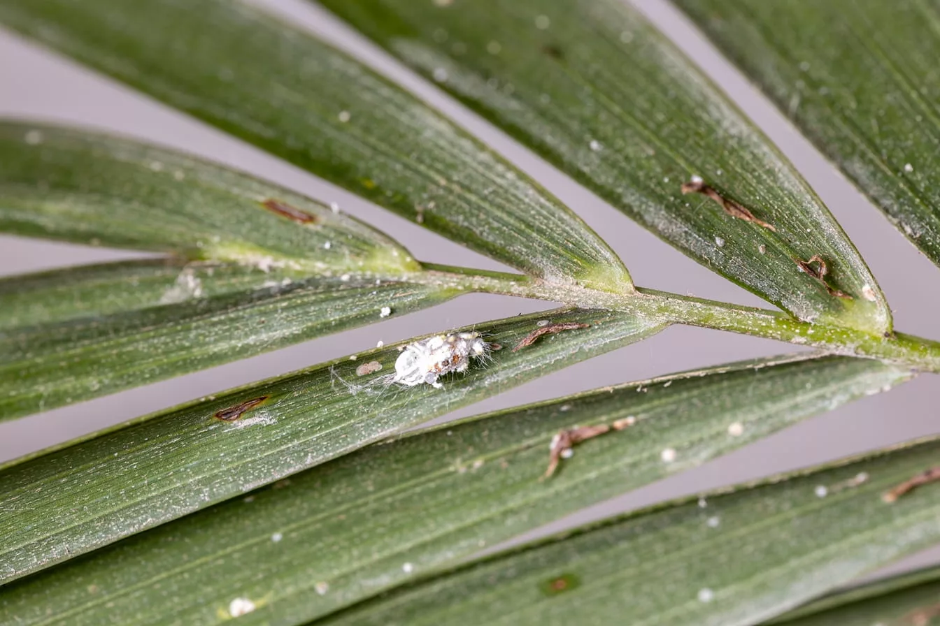 cocciniglia su foglia kentia