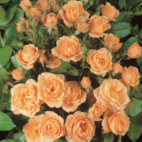 Apricot Clementine [Vaso 6 Litri]