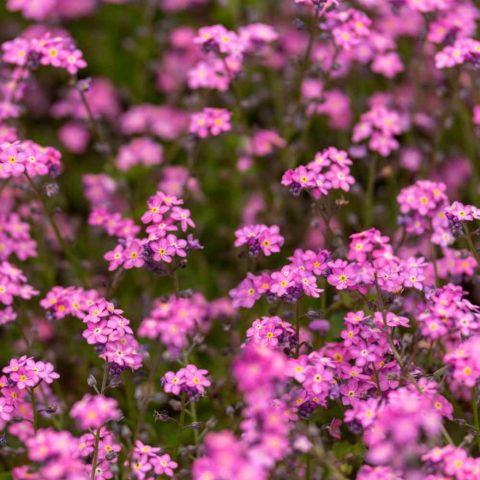 Myosotis alpestris "Rose" (Non ti scordar di me) [Vaso 8/10cm]