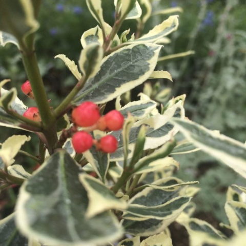 Rhamnus alaternus "Argenteovariegata" (Alaterno) [Vaso 15cm]