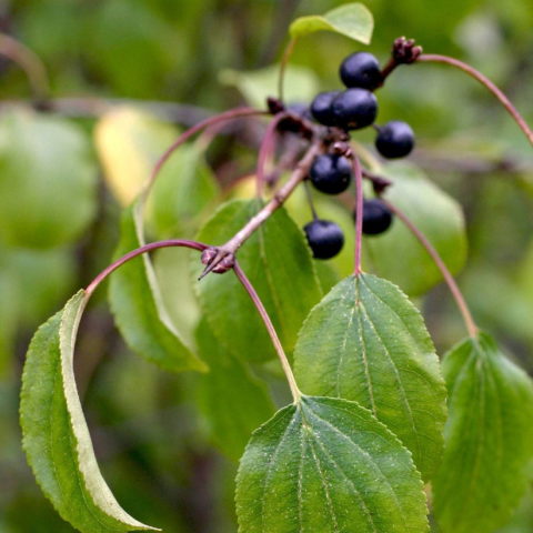 Rhamnus cathartica [Vaso 18cm]