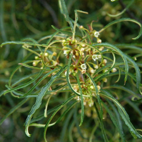 Rhamnus frangula "Minaret" [Vaso 19cm]
