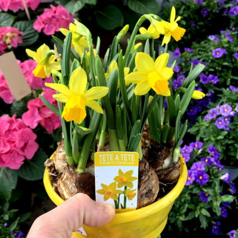 Narcissus Cycl. "Tte Tte" [Vaso 16cm]