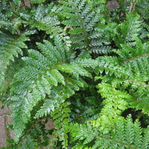 Polystichum polyblepharum "Jade" [Vaso 17cm] (spedizione gratuita)