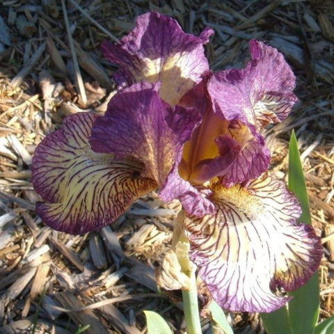 Iris barbata "Gnu Rayz" (Giaggiolo) [Vaso 18cm]