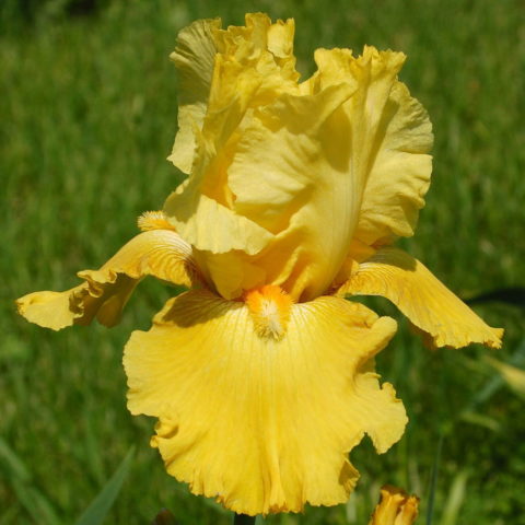 Iris barbata "Golden Immortal" (Giaggiolo) [Vaso 18cm]