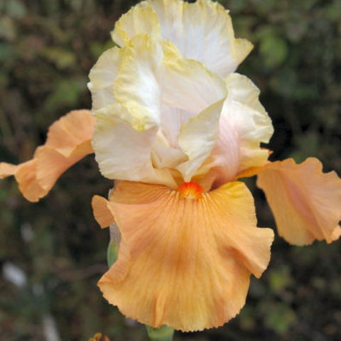 Iris barbata "Beach Girl" (Giaggiolo) [Vaso 18cm]