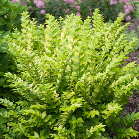 Ligustrum "Vicaryi" (Ligustro) [Vaso 19cm]