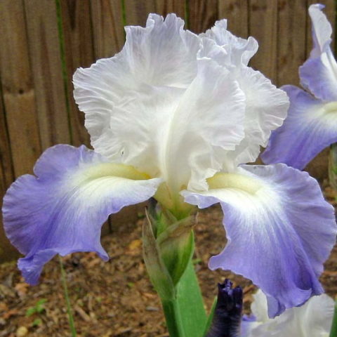 Iris barbata "Clarence" (Giaggiolo) [Vaso 18cm]