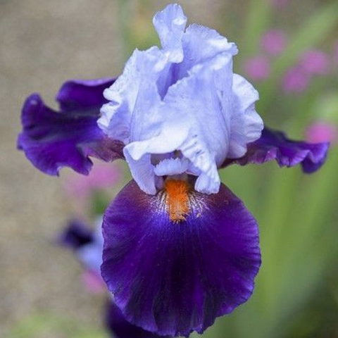 Iris barbata "Chelsea Bleu" (Giaggiolo) [Vaso 18cm]