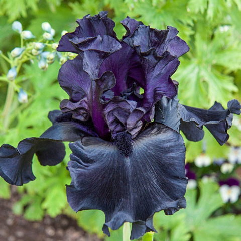 Iris barbata "Before the Storm" (Giaggiolo) [Vaso 18cm]