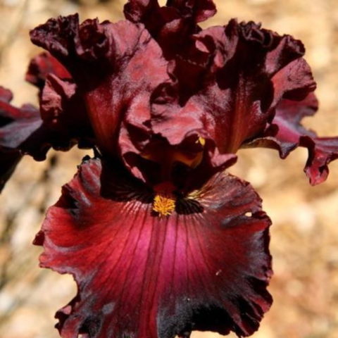 Iris barbata "Battle Hymn" (Giaggiolo) [Vaso 18cm]