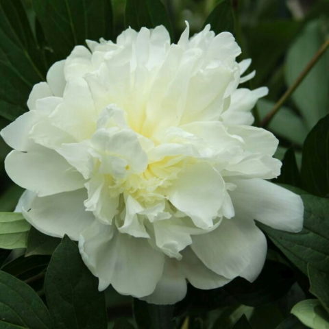 Paeonia "Duchesse de Nemours" (1 BULBO)