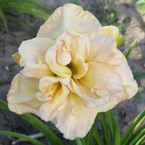 Hemerocallis "Jean Swann" [Vaso 11cm]