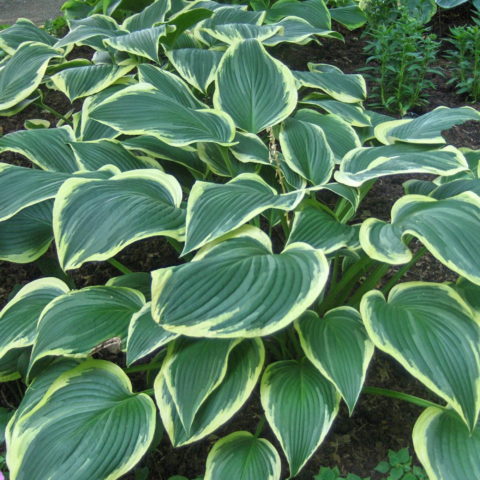 Hosta "Yellow River" [Vaso 11cm]