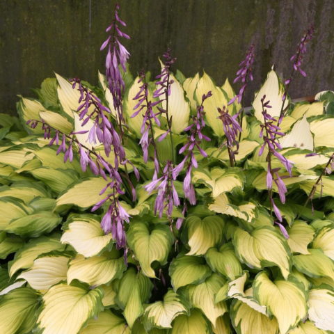 Hosta "Lady Guinevere" [Vaso 11cm]