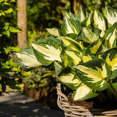 Hosta "Colored Hulk" [Vaso 11cm]