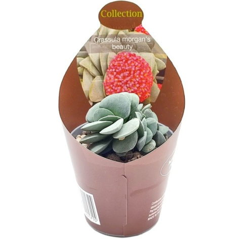 Crassula ovata "Morgan's Beauty" [Vaso 6,5cm] (spedizione gratuita)