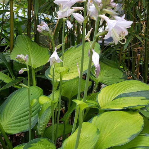 Hosta "Gold Standard" [Vaso 11cm]