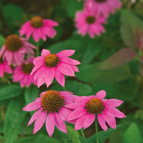 Echinacea purpurea "PowWow Wild Berry" [Vaso 11cm]