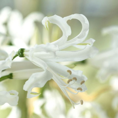 Nerine bowdenii Alba (2 BULBI)