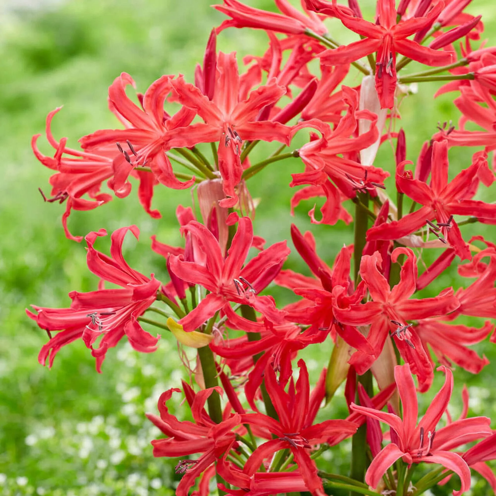 Nerine sarniensis Pearls of Cherry (2 BULBI)