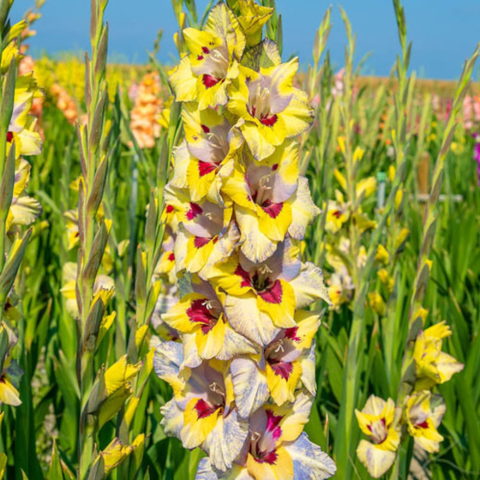 Gladiolus Oracle - Gladiolo (10 BULBI)
