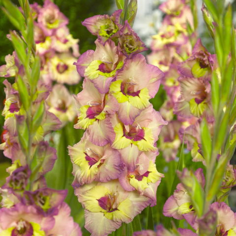 Gladiolus Moonlight Shadow - Gladiolo (10 BULBI)