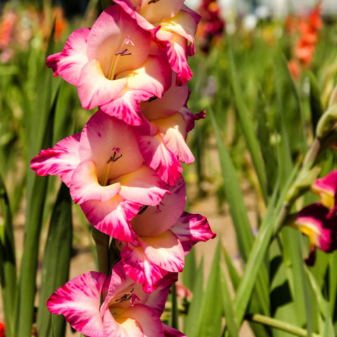 Gladiolus Ted's Trump - Gladiolo (10 BULBI)