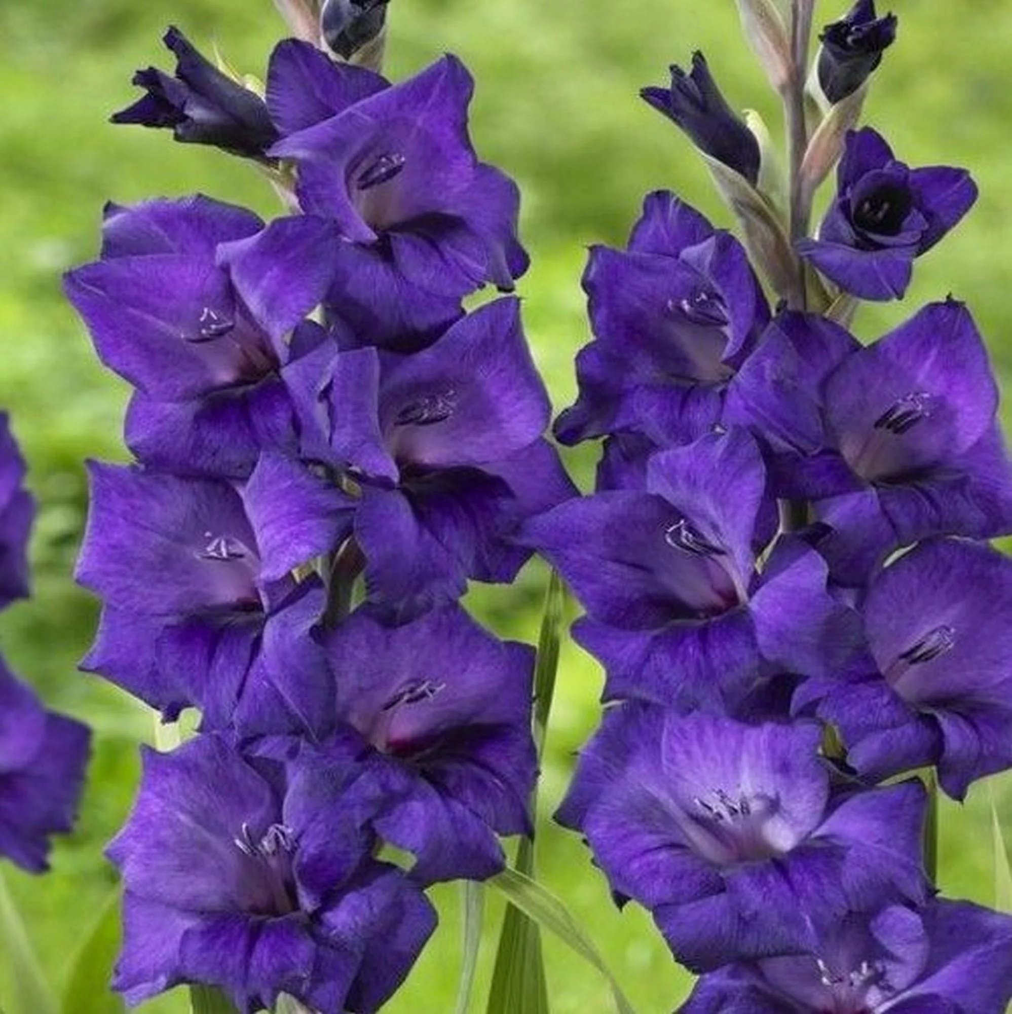Gladiolus Purple Flora - Gladiolo (10 BULBI)