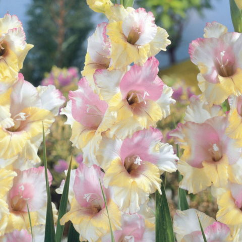 Gladiolus Mon Amour - Gladiolo (10 BULBI)