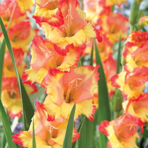 Gladiolus Princess Margaret Rose - Gladiolo (10 BULBI)