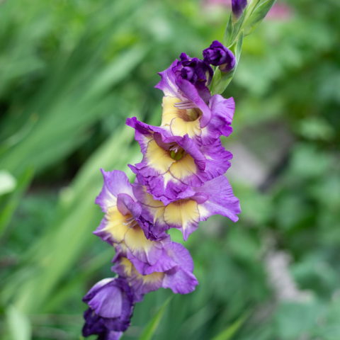 Gladiolus Circus Club - Gladiolo (10 BULBI)