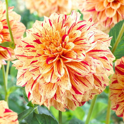 Dahlia Decorative Painted Madam - Dalia (1 BULBO)