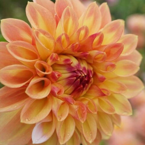 Dahlia Decorative Dinner Plate Explosion - Dalia (1 BULBO)