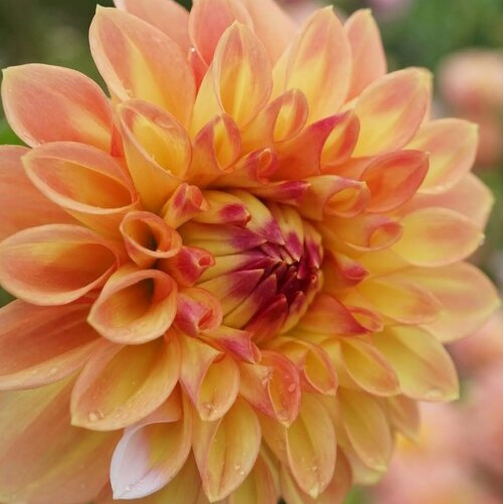 Dahlia Decorative Dinner Plate Explosion - Dalia (1 BULBO)