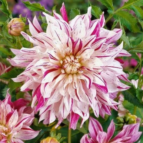 Dahlia Decorative Bristol Stripe - Dalia (1 BULBO)