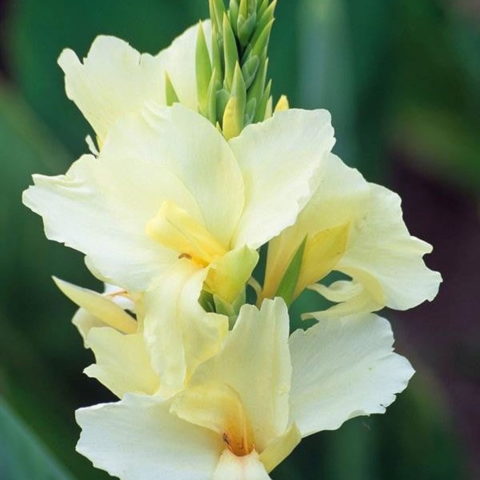 Canna Indica Vanilla Cream (1 BULBO)