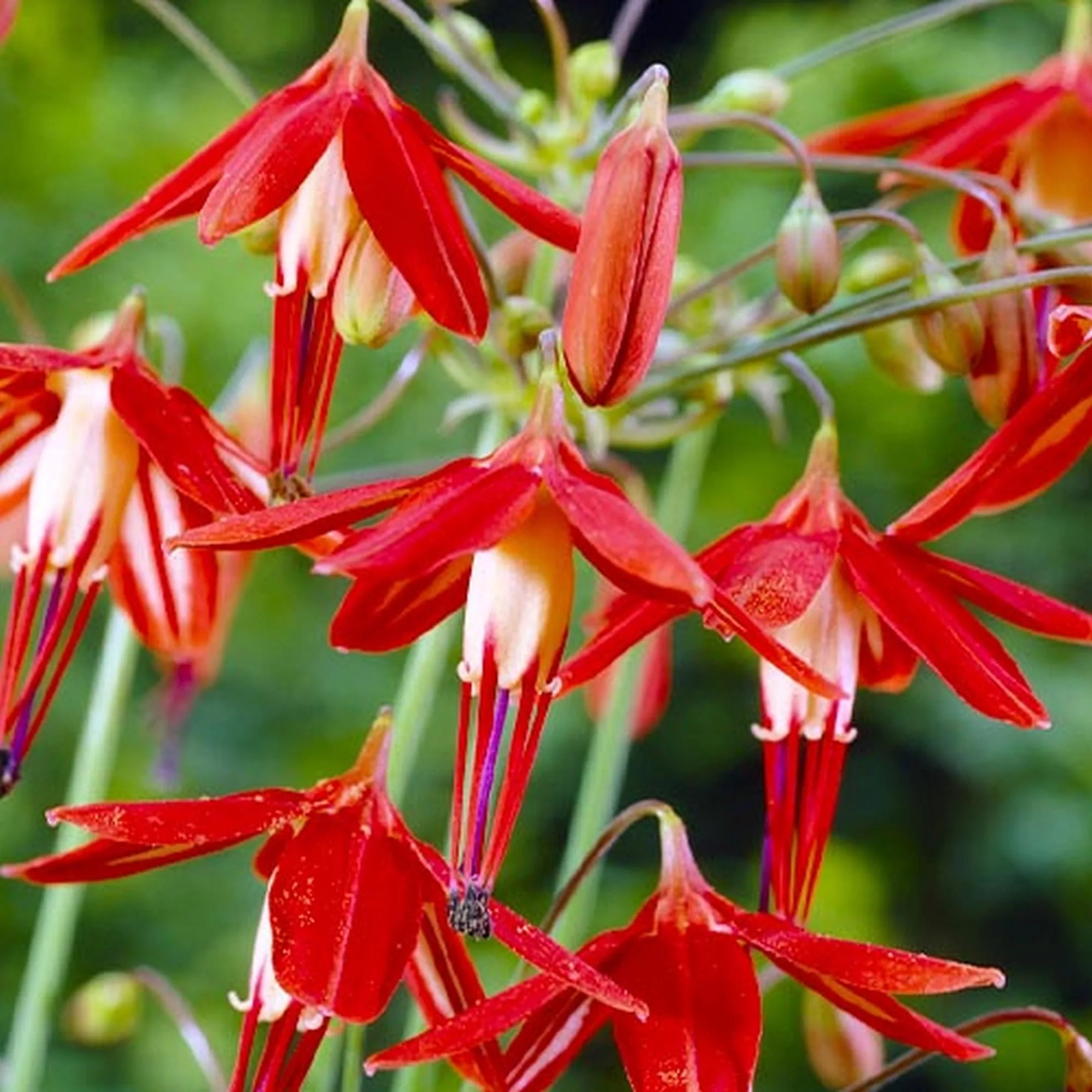 Bessera elegans (10 BULBI)