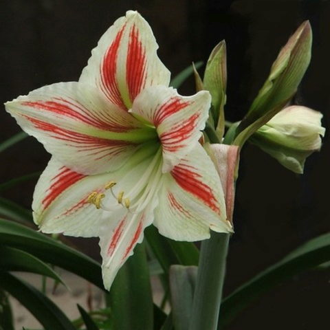 Amaryllis Striped (1 BULBO)