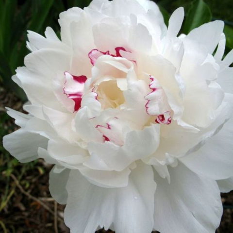 Paeonia "Festiva Maxima" (1 BULBO)