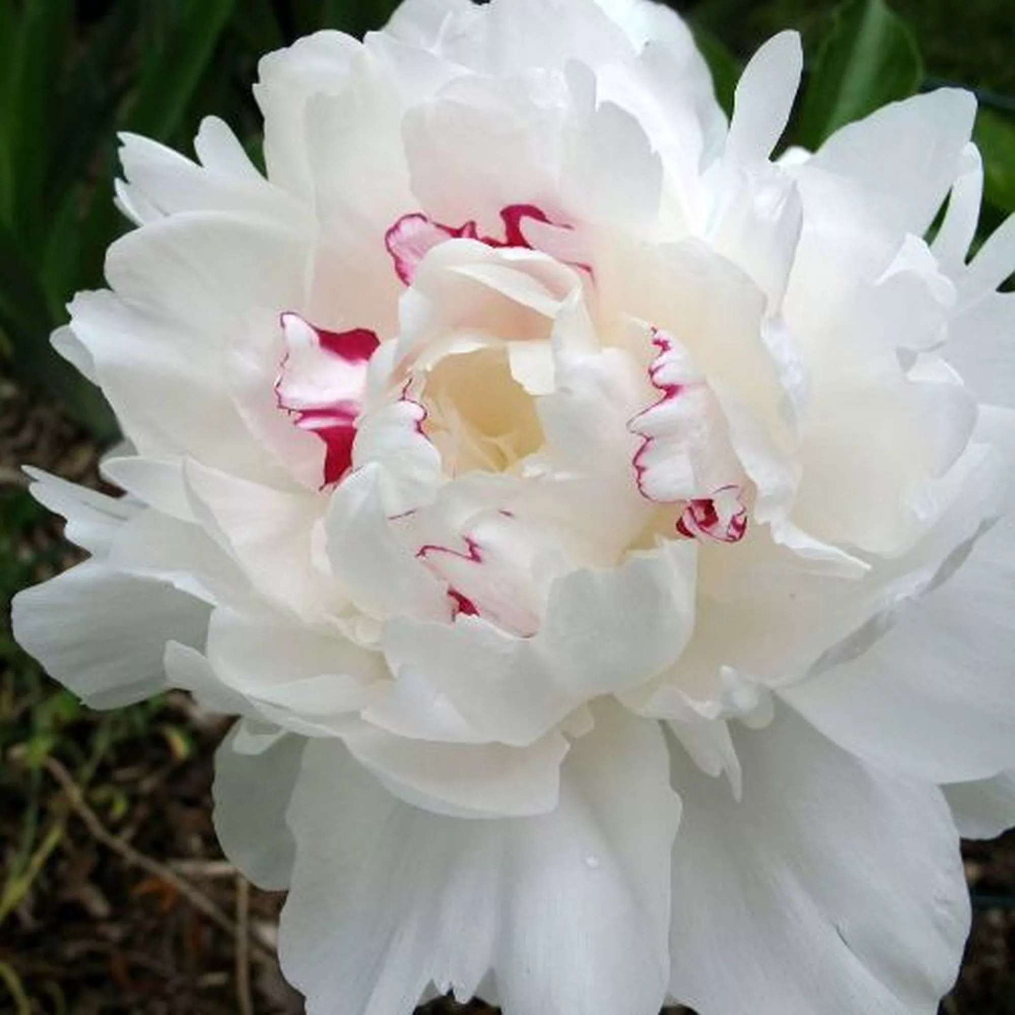 Paeonia "Festiva Maxima" (1 BULBO)