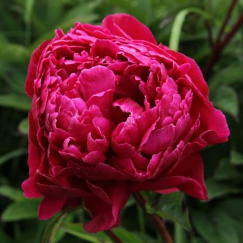 Paeonia "Karl Rosenfield" (1 BULBO)