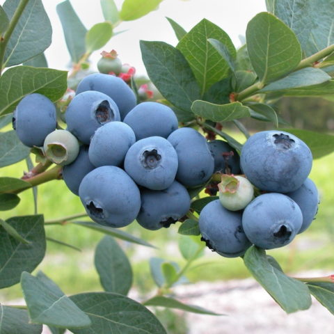 Mirtillo Americano "Coville" - Medio/Tardivo (Vaccinium corymbosum) [Vaso 1,5 Litri]