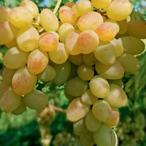 Uva da tavola bianca "Golden Berry" [Vaso 18cm]