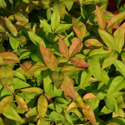 Nandina domestica "Wood's Dwarf" [Vaso 19cm]