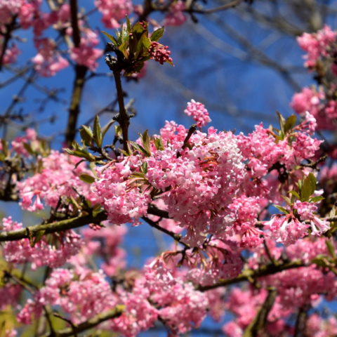 Viburnum x bodnantense "Charles Lamont" (Viburno) [Vaso 24cm]